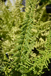 Victoriae Lady Fern (Athyrium filix-femina 'Victoriae') at Make It Green Garden Centre