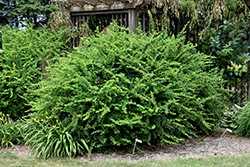 Emerald Carousel Barberry (Berberis 'Tara') at Make It Green Garden Centre