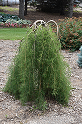 Walker Weeping Peashrub (Caragana arborescens 'Walker') at Make It Green Garden Centre