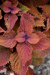 Wall Street Coleus (Solenostemon scutellarioides 'Wall Street') at Make It Green Garden Centre