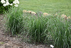 Rain Dance Bluestem (Andropogon gerardii 'Rain Dance') at Make It Green Garden Centre