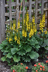 Little Rocket Rayflower (Ligularia 'Little Rocket') at Make It Green Garden Centre