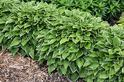 Allan P. McConnell Hosta (Hosta 'Allan P. McConnell') at Make It Green Garden Centre