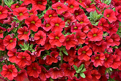 Superbells Red Calibrachoa (Calibrachoa 'INCALIMRED') at Make It Green Garden Centre