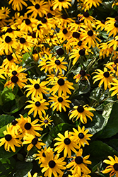 Orange Coneflower (Rudbeckia fulgida) at Make It Green Garden Centre