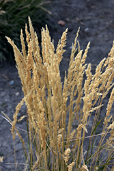El Dorado Feather Reed Grass (Calamagrostis x acutiflora 'El Dorado') at Lurvey Garden Center
