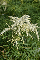 Cutleaf Goatsbeard (Aruncus dioicus 'Kneffii') at Make It Green Garden Centre