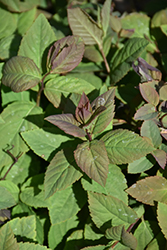 Double Play Blue Kazoo Spirea (Spiraea media 'SMSMBK') at Make It Green Garden Centre