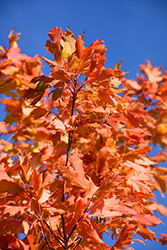 Commemoration Sugar Maple (Acer saccharum 'Commemoration') at Lurvey Garden Center