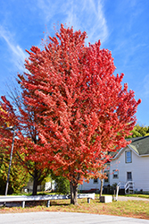 Celebration Maple (Acer x freemanii 'Celebration') at Lurvey Garden Center