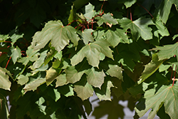 Fairview Norway Maple (Acer platanoides 'Fairview') at Make It Green Garden Centre