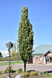 Green Pillar Pin Oak (Quercus palustris 'Pringreen') at Make It Green Garden Centre