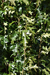Green Pillar Pin Oak (Quercus palustris 'Pringreen') at Make It Green Garden Centre
