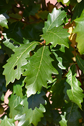 Kindred Spirit Oak (Quercus x warei 'Nadler') at Make It Green Garden Centre