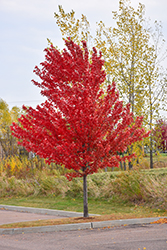 Autumn Spire Red Maple (Acer rubrum 'Autumn Spire') at Lurvey Garden Center