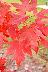 Celebration Maple (Acer x freemanii 'Celebration') at Make It Green Garden Centre