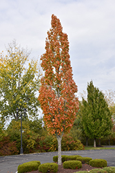 Armstrong Maple (Acer x freemanii 'Armstrong') at Make It Green Garden Centre