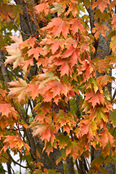 Armstrong Maple (Acer x freemanii 'Armstrong') at Lurvey Garden Center