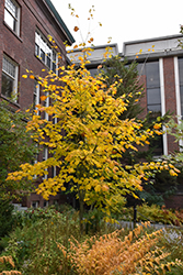 Moosewood (Acer pensylvanicum) at Make It Green Garden Centre