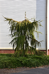 Varied Directions Larch (Larix decidua 'Varied Directions') at Make It Green Garden Centre