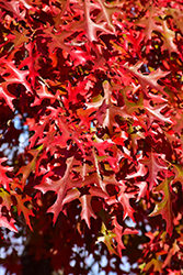 Pin Oak (Quercus palustris) at Make It Green Garden Centre