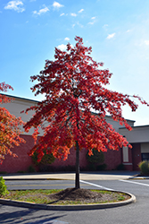 Pin Oak (Quercus palustris) at Make It Green Garden Centre