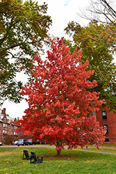 Bowhall Red Maple (Acer rubrum 'Bowhall') at Make It Green Garden Centre