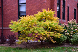 Tiger Eyes Sumac (Rhus typhina 'Bailtiger') at Lurvey Garden Center