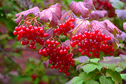 Highbush Cranberry (Viburnum trilobum) at Make It Green Garden Centre