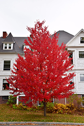 Sun Valley Red Maple (Acer rubrum 'Sun Valley') at Make It Green Garden Centre