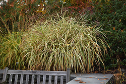 Dixieland Maiden Grass (Miscanthus sinensis 'Dixieland') at Make It Green Garden Centre