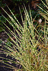 Gold Breeze Maiden Grass (Miscanthus sinensis 'Gold Breeze') at Make It Green Garden Centre