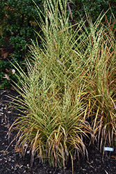 Gold Breeze Maiden Grass (Miscanthus sinensis 'Gold Breeze') at Make It Green Garden Centre