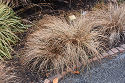 Bronze Hair Sedge (Carex comans 'Bronze') at Make It Green Garden Centre