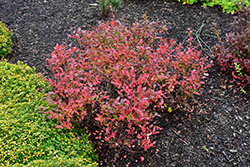 Lowbush Blueberry (Vaccinium angustifolium) at Make It Green Garden Centre