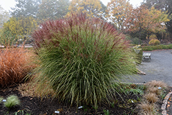 Morning Light Maiden Grass (Miscanthus sinensis 'Morning Light') at Make It Green Garden Centre