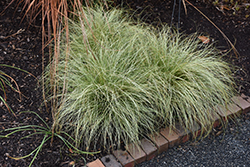 New Zealand Hair Sedge (Carex comans 'Frosted Curls') at Make It Green Garden Centre
