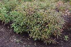 Sweetfern (Comptonia peregrina) at Make It Green Garden Centre