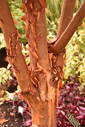 Paperbark Maple (Acer griseum) at Make It Green Garden Centre