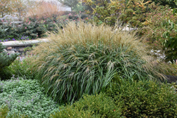 Adagio Maiden Grass (Miscanthus sinensis 'Adagio') at Lurvey Garden Center