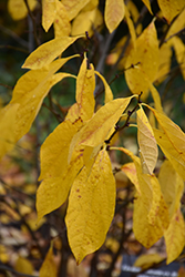 Spicebush (Lindera benzoin) at Lurvey Garden Center