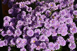 Peter III Blue Aster (Symphyotrichum novi-belgii 'Peter III Blue') at Make It Green Garden Centre