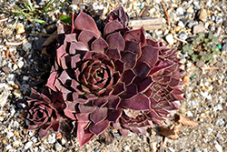 Chick Charms Chocolate Kiss Hens And Chicks (Sempervivum 'Chocolate Kiss') at Make It Green Garden Centre