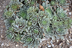 Chick Charms Berry Blues Hens And Chicks (Sempervivum 'Berry Blues') at Make It Green Garden Centre