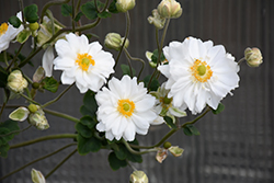 Whirlwind Anemone (Anemone x hybrida 'Whirlwind') at Lurvey Garden Center