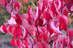 Cherokee Brave Flowering Dogwood (Cornus florida 'Cherokee Brave') at Lurvey Garden Center