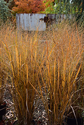 Northwind Switch Grass (Panicum virgatum 'Northwind') at Lurvey Garden Center