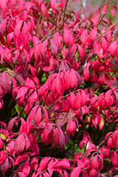 Little Moses Burning Bush (Euonymus alatus 'Odom') at Lurvey Garden Center