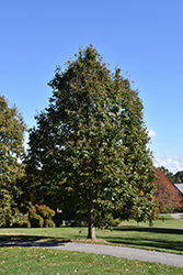 Redmond Linden (Tilia americana 'Redmond') at Lurvey Garden Center