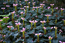 Hot Lips Turtlehead (Chelone lyonii 'Hot Lips') at Lurvey Garden Center